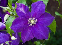 Sweet Clematis Seeds (Clematis terniflora) for growers filling out the trellis gardens and fences