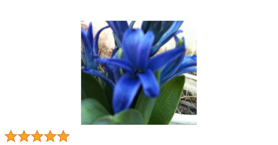 Blue Chinese Clivia Seeds â€“ Exotic Flowering Plant