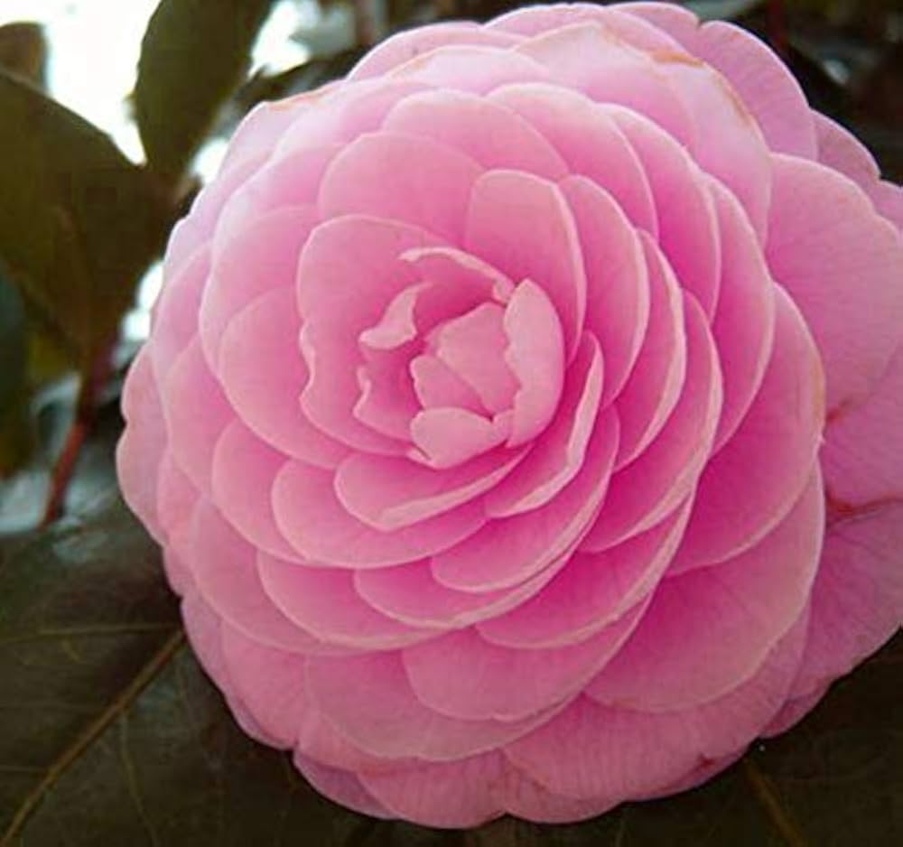 Rare Camellia Bonsai Flower Seeds with Free Gift