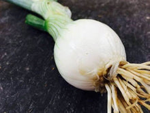 Southport White Globe Onion Seeds (Allium cepa) for a reliable harvest in the Kitchen Vegetable Patch