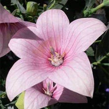 Balloon Seeds known for unique, Balloon-Shaped Blooms