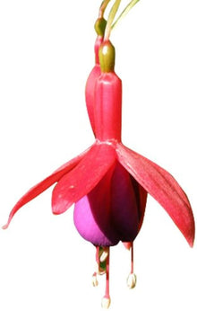 Fuchsia Seeds for seasonal color across the Rare Colorful Garden Blooms
