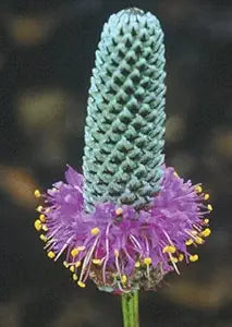 Purple Prairie Clover Seeds grown for vibrant, Purple Flowers