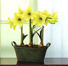 Yellow Sunrise Amaryllis Hippeastrum Seeds for growers filling out the Flower Bed & Home Garden