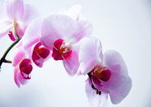 Mini Orchid Phalaenopsis Bonsai Seeds for a lasting addition to the landscape