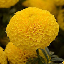 Marigold Seeds for gardeners building out beds and borders