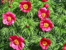 Fern Leaf Peony Seeds (Paeonia spp.) for colorful blooms in the Flower Bed