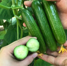 Mini Cucumber Seeds (Cucumis sativus) for growers stocking the Potted Urban Gardens