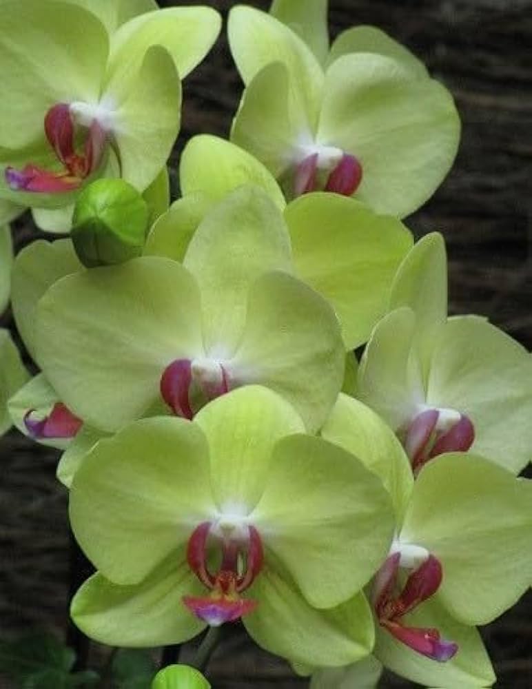 Hydroponic Phalaenopsis Orchid Plant - for planting in home garden