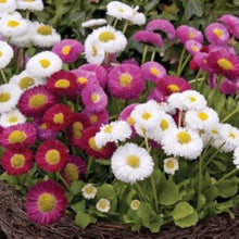 Daisy Lipstick Seeds (Bellis perennis) for colorful blooms in the Flower Bed