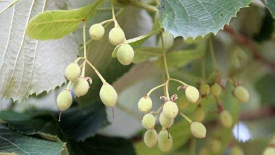 Silver Linden Tree Seeds for long-term planting in the yard