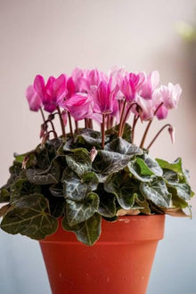 Cyclamen Cyclamen persicum Laser Synchro Lila flower seeds for planting in shaded garden or indoor pots - for planting in home garden