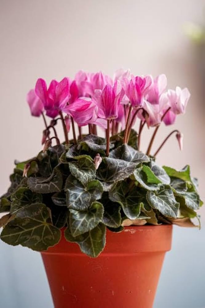 Cyclamen Cyclamen persicum Laser Synchro Lila flower seeds for planting in shaded garden or indoor pots - for planting in home garden