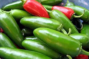 Early (Jalapeño Pepper Capsicum annuum vegetable) for planting in garden