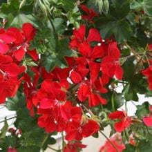 Geranium Pelargonium × hortorum Ringo Deep Scarlet flower Seeds for colorful blooms in the garden pots or landscape beds