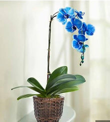 Blue Orchid Seeds (Phalaenopsis) â€“ Exotic Indoor Orchid with Stunning Blooms