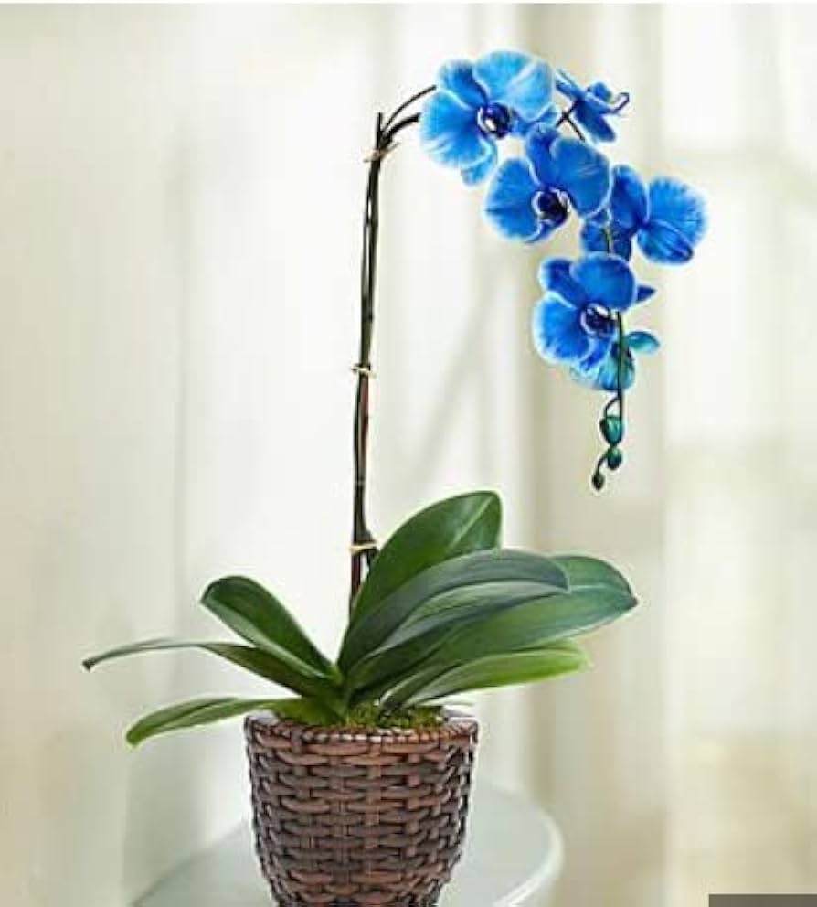 Blue Orchid Seeds (Phalaenopsis) â€“ Exotic Indoor Orchid with Stunning Blooms