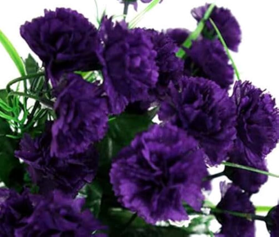 Carnation Dianthus caryophyllus King of Blacks for flower border