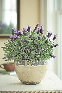 Lavender flower seeds for DIY, cooking, and perennial plants