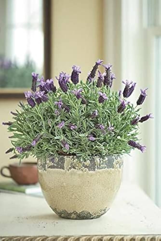 Lavender flower seeds for DIY, cooking, and perennial plants