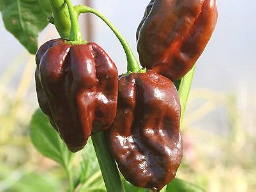 Habanero Pepper – Capsicum chinense – for organic garden