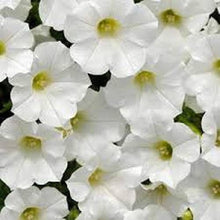Pelletized Dreams Fuchsia Petunia Seeds for colorful blooms in the Vibrant Flower Beds