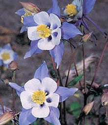Aquilegia Blue Star Columbine Seeds valued for unique Blue Flowers