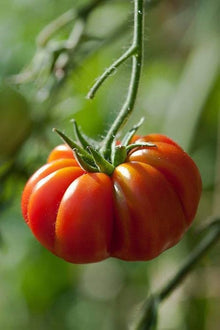 Plant Seeds (Beefsteak tomato) known for extra-large and flavorful heirloom fruits