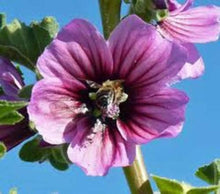 Bright Pink Malva Seeds (Malva sylvestris) for colorful blooms in the home garden and planting
