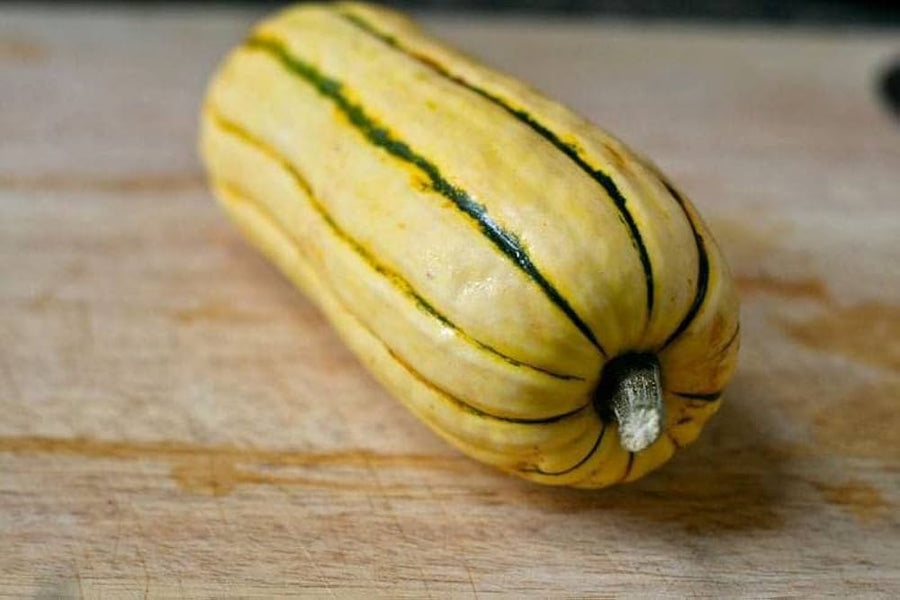 Delta (Squash Seeds – Reliable Summer Squash for Abundant Harvests) for planting in garden