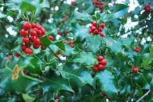 ILEX Aquifolium Holly Seeds (Ilex aquifolium) for a lasting display in the Flower Bed & Urban Garden