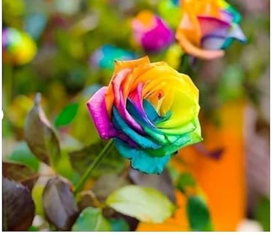 Rose Rosa Hybrida Rare Holland Rainbow Flower Seeds for Planting – Colorful Variety for Garden Beds and Decorative Displays