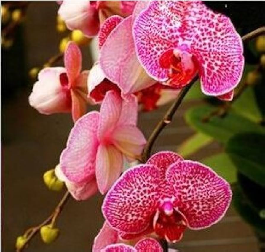 Moth Orchid Phalaenopsis Aphrodite flower seeds for planting in indoor pots and decorative spaces - for planting in home garden