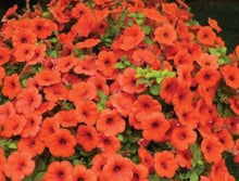 Petunia Seeds for reliable seasonal color