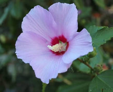 Giant Hibiscus Exotic Coral Seeds for a colorful addition to any planting