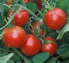 Glacier Tomato Seeds (Solanum lycopersicum) known for cold-Climate Gardening