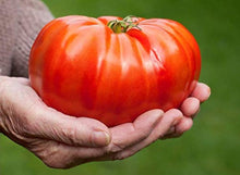 Organic Cosmonaut Volkov Tomato Seeds for home growers seeking a reliable harvest