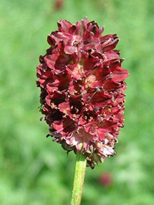 Great Burnet Seeds for a productive addition to the vegetable patch