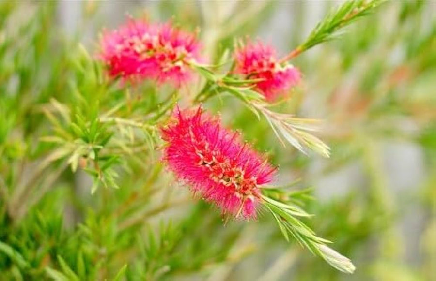 Taree Pink Bottlebrush  Callistemon  for planting in wildlife garden
