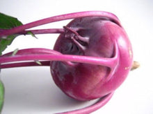 Certified Organic Viola Vienna Rapa Heirloom Seeds for gardeners building out beds and borders