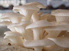 Sterile Yellow Brittlegill Russula Puellaris Mushroom Mycelium Seeds for a colorful addition to any planting