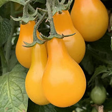 Golden Treasure Tomato Seeds (Solanum lycopersicum) for productive rows in the Home Garden Planting