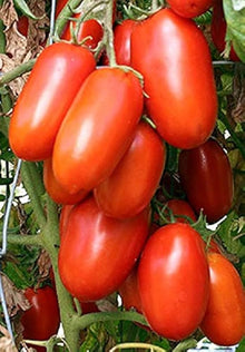 Hazelfield Farm Tomato Seeds prized among growers for heirloom Tomato Growing, Over Varieties Available