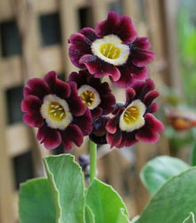 Primrose Seeds (Primula vulgaris) for a lasting display in the cool season gardens and indoor pots