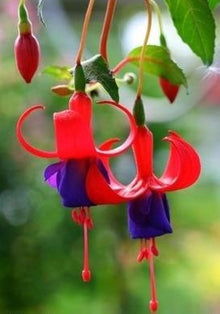 Fuchsia & Begonia Seeds (Fuchsia spp.) for a bright addition to the Hanging Baskets & Flower Bed