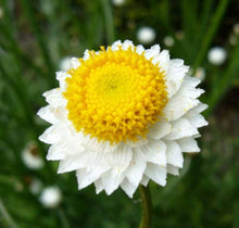 Winged Everlasting Plant Seeds for growers seeking a long-blooming display