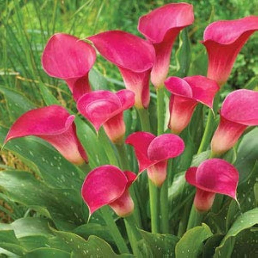 Calla Lily Zantedeschia Aethiopica Giant Flower Seeds for Planting – Flower Seeds for Backyard Gardening and Garden Beds