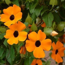 Black Eyed Susan Vine Seeds known for butterflies