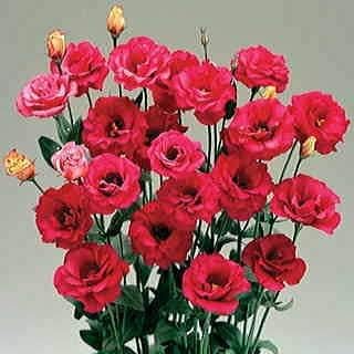 Red Eustoma Perennial Flower Seeds for Elegant Garden Blooms