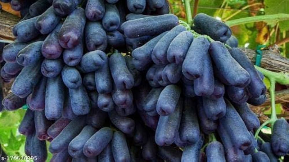 Finger Grape (Vitis vinifera) bonsai seeds for planting in home garden